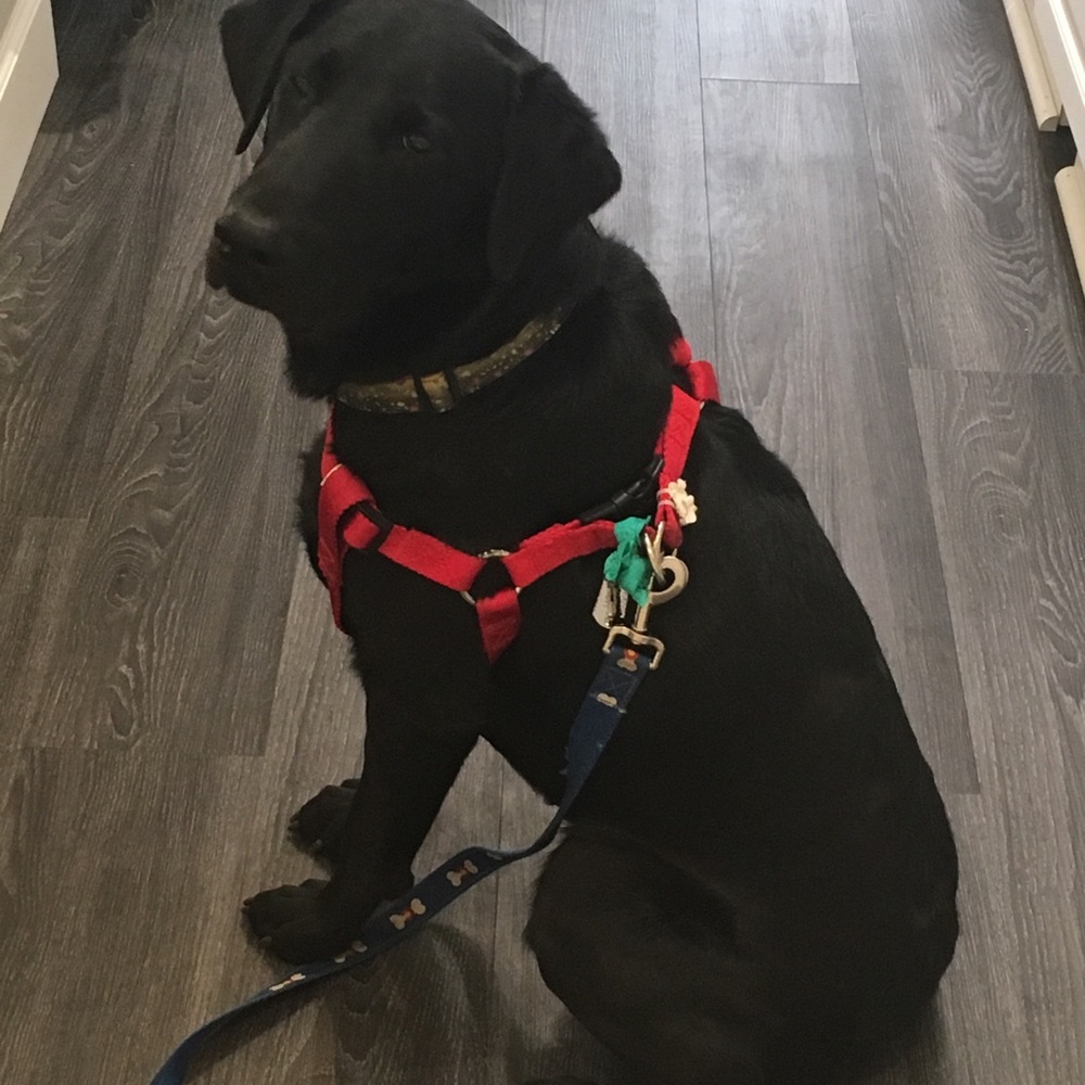 Meet your Posher, Alison